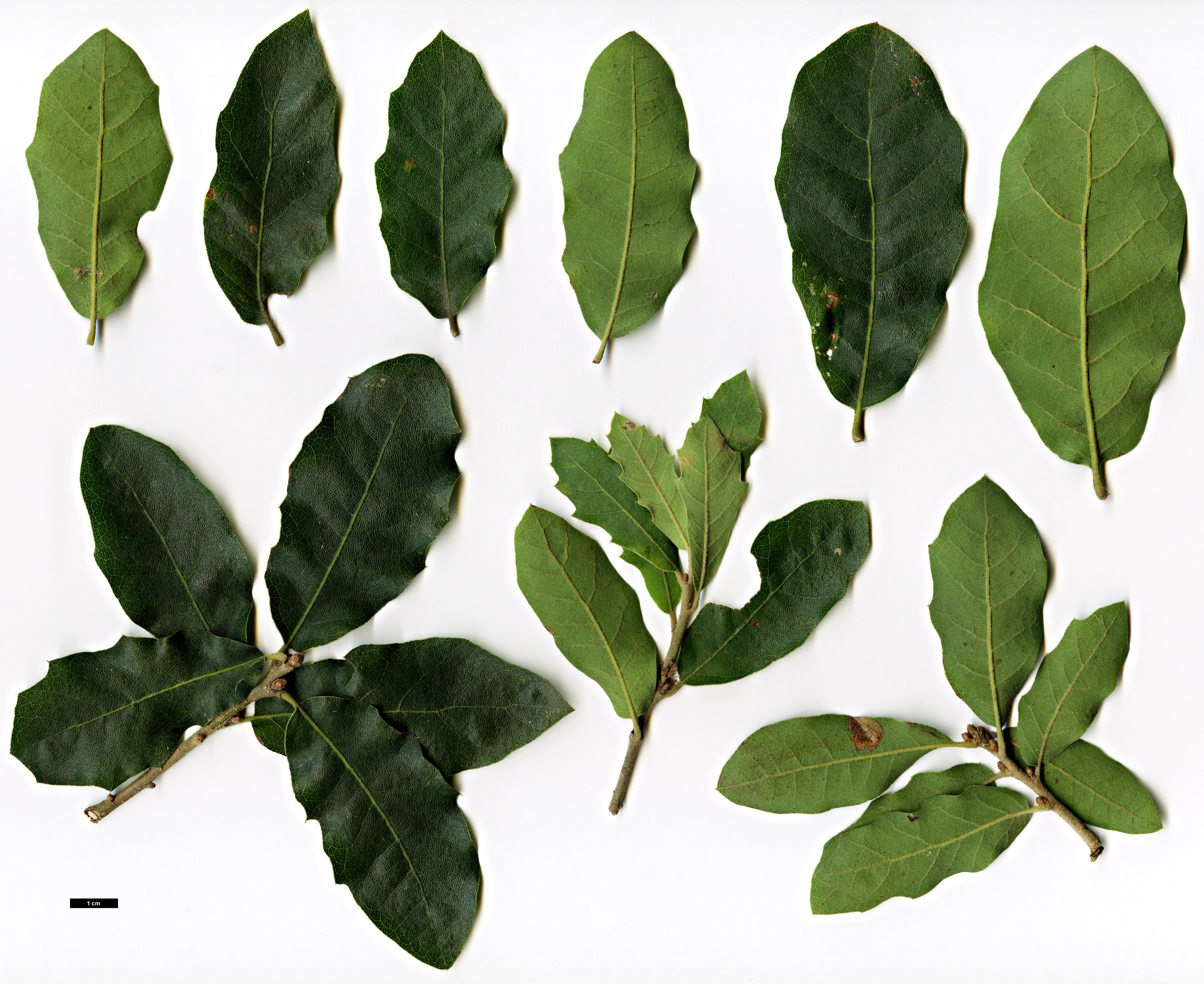 High resolution image: Family: Fagaceae - Genus: Quercus - Taxon: ×undulata - SpeciesSub: 'Prairie Fire' (Q.gambelii × Q.grisea)